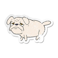 distressed sticker of a cartoon unhappy pug dog