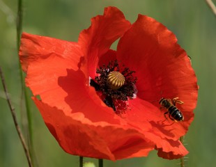 red poppy on a background