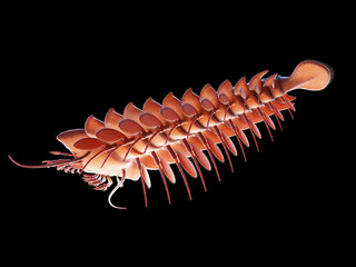 3d rendered illustration of a pre-historic marine creature - sanctocaris