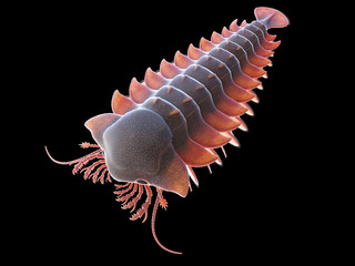 3d rendered illustration of a pre-historic marine creature - sanctocaris