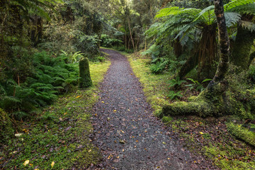 hiking track leading through temperate rainforest in New Zealand