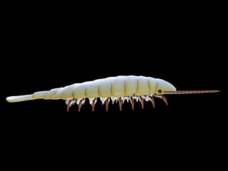 3d rendered illustration of a pre-historic marine creature - sidneyia