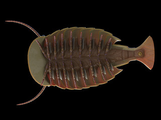 3d rendered illustration of a pre-historic marine creature - sidneyia