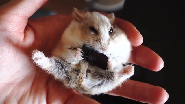 "Tiny Hamster" Images – Browse 177 Stock Photos, Vectors, and Video