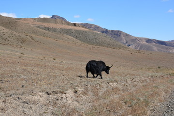 kyrgyzstan landscape