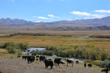 kyrgyzstan landscape