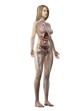 3d rendered medically accurate illustration of a females full body anatomy