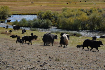 kyrgyzstan landscape
