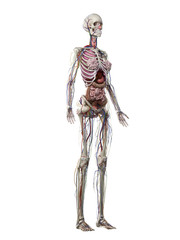 Fototapeta premium 3d rendered medically accurate illustration of a females anatomy
