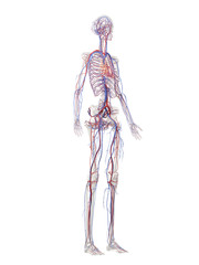 Obraz na płótnie Canvas 3d rendered medically accurate illustration of a females vascular system