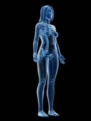 3d rendered medically accurate illustration of a females skeleton