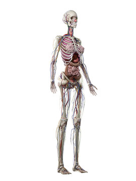 3d rendered medically accurate illustration of a females anatomy