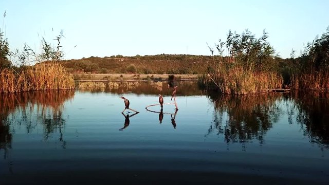 Three Great Cormorant birds on a branch