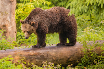 Plakat Close up meeting with strong bear (Ursus arctos). Green background in nature habitat. Wildlife scene.