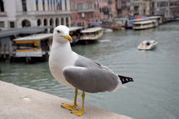 Gaviota en Venecia