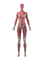 3d rendered medically accurate illustration of a females full body anatomy