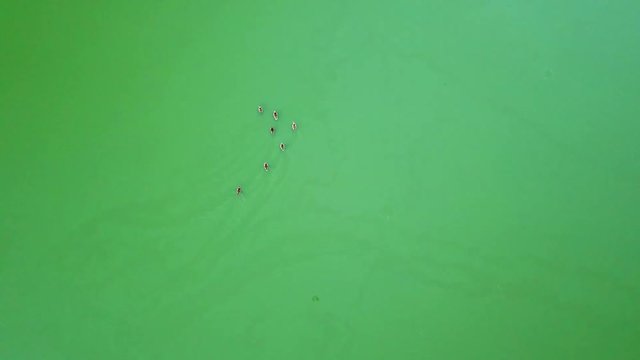 Flock of ducks swimming in green water. Aerial top view