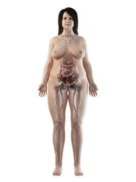 3d rendered medically accurate illustration of an obese females full body anatomy