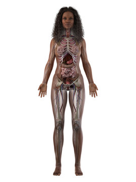 3d rendered medically accurate illustration of a black females full anatomy