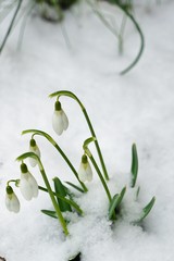 Tiny white snowdrop galanthus flowers in bloom emerge through the ground and snow in winter