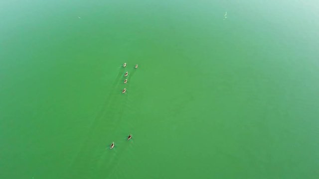 Flock of ducks swimming towards horizon