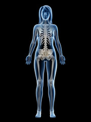 3d rendered medically accurate illustration of a females skeletal system