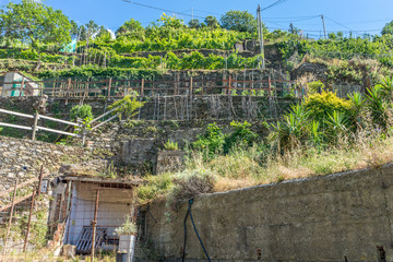Italy, Cinque Terre, Vernazza, terrace farming of a wineyard