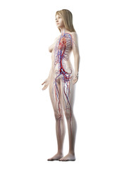 3d rendered medically accurate illustration of a females vascular system