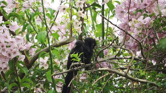Crows in a flowers tree