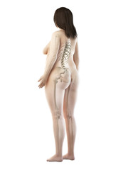 Fototapeta premium 3d rendered medically accurate illustration of an obese females skeletal system