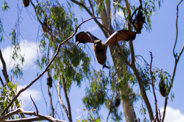 Fruit Bat Flying Through the Trees