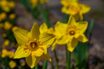 Narcissus in Spring. Blooming daffodils, Spring bulbs. Narcissus is a genus of predominantly spring perennial plants of the Amaryllidaceae (amaryllis) family.