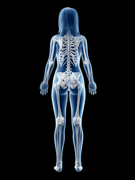3d rendered medically accurate illustration of a females skeletal system