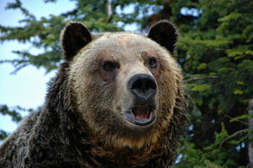 Closeup grizzly head in the nature