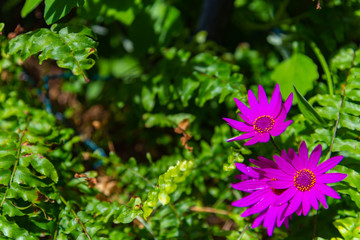 Close-up pink purple chrysanthemum on green background in the garden