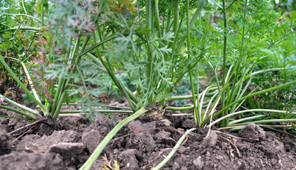 Carrot grows in the open ground
