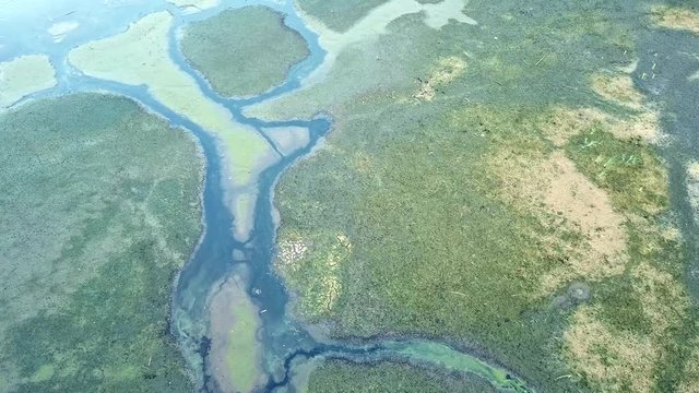 Green marsh with rivers and wild birds