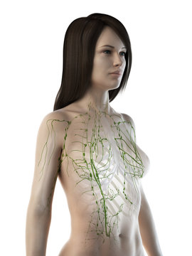 3d rendered medically accurate illustration of a females lymphatic system