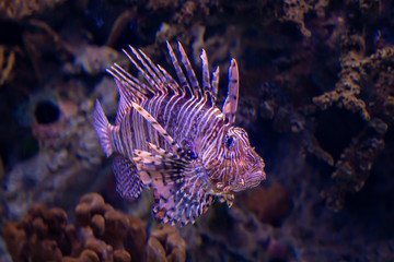 Lion fish