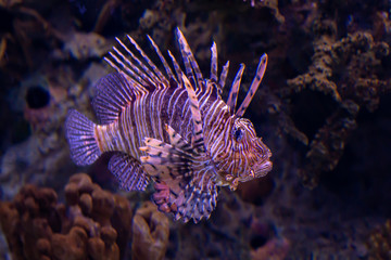 Lion fish