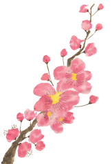 A branch of a blossoming sakura. Pink and red stylized flowers of plum mei and  wild cherry . Watercolor and ink illustration of tree in style sumi-e, go-hua,  u-sin. Oriental traditional painting. .