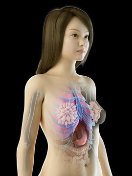 3d rendered medically accurate illustration of an asian females internal organs