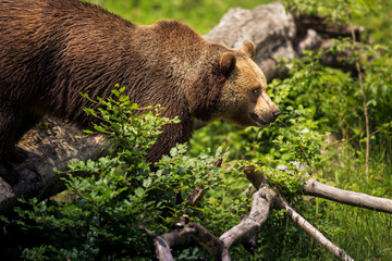 Fototapeta na wymiar Close up meeting with strong bear (Ursus arctos). Green background in nature habitat. Wildlife scene.
