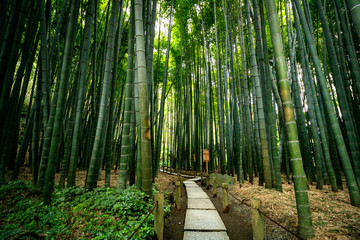 Japan Zen Bamboo Garden 