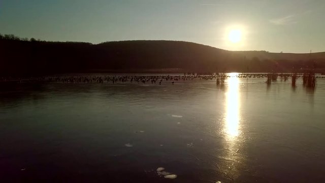 Flock of birds flying over frozen lake