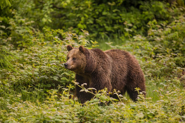 Fototapeta premium Close up meeting with strong bear (Ursus arctos). Green background in nature habitat. Wildlife scene.