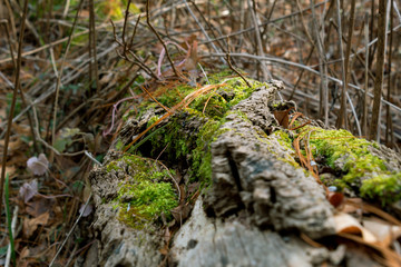 Moss on Log