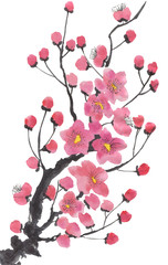 A branch of a blossoming sakura. Pink and red stylized flowers of plum mei and  wild cherry . Watercolor and ink illustration of tree in style sumi-e, go-hua,  u-sin. Oriental traditional painting. .