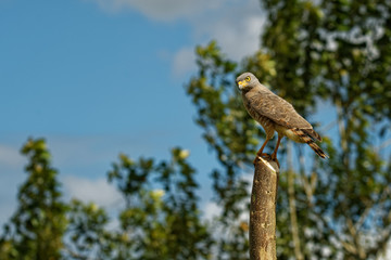 Roadside Hawk - Rupornis magnirostris relatively small bird of prey found in the Americas sitting on the stake next to the road