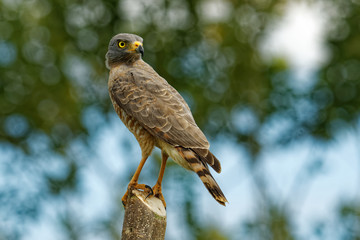 Roadside Hawk - Rupornis magnirostris relatively small bird of prey found in the Americas sitting...